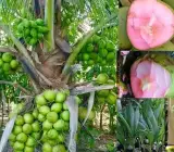 Gangabardhan Coconut Plant | Sweet Water Coconut | Premium High-Yield Variety
