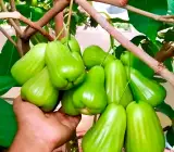 Thai Green Water Apple Plant | Juicy Crisp Fruit | Premium Exotic Variety