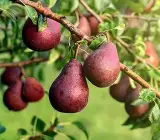 Red Pear (Naspati) Plant | Sweet Juicy Pear | Premium Grafted Variety