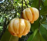 Kudampuli Fruit Plant | Malabar Tamarind | Premium Medicinal Variety