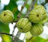 Kudampuli Fruit Plant | Malabar Tamarind | Premium Medicinal Variety