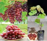 Thai Seedless Red Grapes Plant | Sweet Juicy Grapes | Premium Hybrid Variety