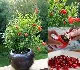 Kazake Pomegranate Plant | Sweet Red Anaar | Premium Heavy-Fruiting Variety