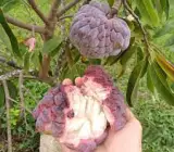 Red Custard Apple Plant | Sweet Creamy Fruit | Premium Exotic Variety