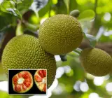 Siddu Jackfruit Plant | Sweet Soft Jackfruit | Premium High-Pulp Variety