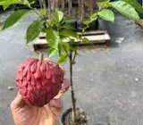 Red Custard Apple Plant | Sweet Creamy Fruit | Premium Exotic Variety