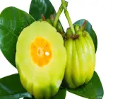 Kudampuli Fruit Plant | Malabar Tamarind | Premium Medicinal Variety