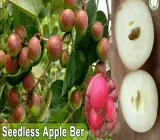 Thai Seedless Apple Ber Plant | Sweet Crisp Ber | All-Time Fruiting Hybrid