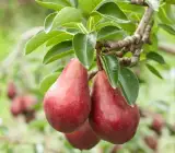 Red Pear (Naspati) Plant | Sweet Juicy Pear | Premium Grafted Variety