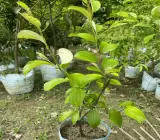 Thai Green Apple Ber Plant | Sweet Crisp Ber | All-Time Fruiting Hybrid
