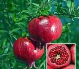 Kazake Pomegranate Plant | Sweet Red Anaar | Premium Heavy-Fruiting Variety