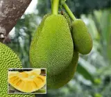 Seedless Jackfruit Plant | Sweet Soft Fruit | Premium Rare Variety