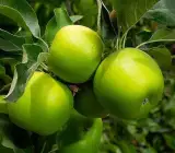 Hybrid Green Apple Plant | Sweet Crisp Apple | Early Fruiting Variety
