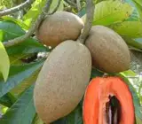 Rare Mamey Sapote Plant | Sweet Creamy Fruit | Premium Exotic Variety