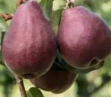 Red Pear (Naspati) Plant | Sweet Juicy Pear | Premium Grafted Variety
