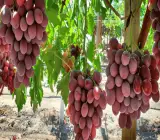 Thai Seedless Red Grapes Plant | Sweet Juicy Grapes | Premium Hybrid Variety