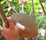 Rare Mamey Sapote Plant | Sweet Creamy Fruit | Premium Exotic Variety