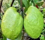Thai 5 Guava Plant | Sweet Crispy Guava | Premium High-Yield Variety