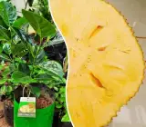 Seedless Jackfruit Plant | Sweet Soft Fruit | Premium Rare Variety