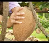 Rare Mamey Sapote Plant | Sweet Creamy Fruit | Premium Exotic Variety