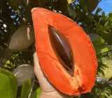 Rare Mamey Sapote Plant | Sweet Creamy Fruit | Premium Exotic Variety