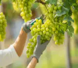 Thai Seedless Green Grapes Plant | Sweet Crisp Grapes | Premium Hybrid Variety
