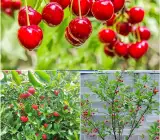 Japanese Sweet Cherry Plant | Juicy Red Cherry | Premium Early-Fruiting Variety
