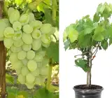Thai Seedless Green Grapes Plant | Sweet Crisp Grapes | Premium Hybrid Variety
