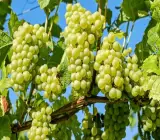 Thai Seedless Green Grapes Plant | Sweet Crisp Grapes | Premium Hybrid Variety
