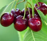 Japanese Sweet Cherry Plant | Juicy Red Cherry | Premium Early-Fruiting Variety