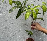 Variegated Chikoo Plant | Sweet Sapota | Premium Dual-Color Variety