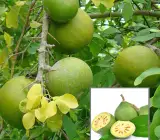 Hybrid Seedless Bael Plant | Sweet Soft Beal | All-Time Fruiting Variety