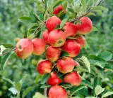 Anna Apple Grafted Plant | Sweet Crisp Apple | Early Fruiting Low-Chill Variety