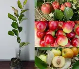 Kashmiri Apple Ber Grafted Plant | Sweet Crispy Ber | All-Time Fruiting Variety