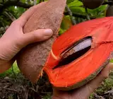Mammi Safeda Fruit Plant | Sweet Orange Flesh | Premium Tropical Variety