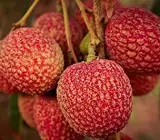 Muzaffarpur Shahi Litchi Plant | Sweet Juicy Lychee | Premium Famous Variety