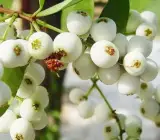 Catseye Berry Plant | Sweet-Tangy Black Fruit | Premium Exotic Variety