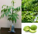 Hog Plum (Amra) Plant | Tangy Green Fruit | Premium Tropical Variety