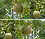 Hybrid Seedless Bael Plant | Sweet Soft Beal | All-Time Fruiting Variety