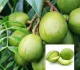 Hog Plum (Amra) Plant | Tangy Green Fruit | Premium Tropical Variety