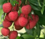 Bombay Litchi Plant | Sweet Juicy Lychee | Premium High-Yield Variety