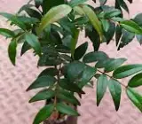 Catseye Berry Plant | Sweet-Tangy Black Fruit | Premium Exotic Variety