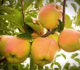 Apple Gold Grafted Plant | Sweet Golden Apple | Premium Early-Fruiting Variety
