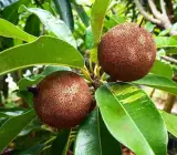 Variegated Chikoo Plant | Sweet Sapota | Premium Dual-Color Variety