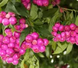 Australian Lilly Pilly Berry Plant | Sweet-Tangy Berries | Premium Exotic Shrub