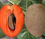 Thai Long Sapota Plant | Sweet Chiku | Premium High-Yield Variety