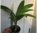 Betel Nut Dwarf Plant | Compact Supari Tree | Premium Tropical Variety