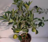 Variegated Mosambi Grafted Plant | Sweet Lime | Premium Dual-Color Variety
