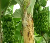 Thai Banana Plant | Large Sweet Banana | Premium High-Yield Variety