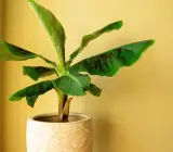 Thai Banana Plant | Large Sweet Banana | Premium High-Yield Variety